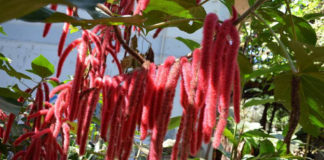 Acalypha Hispida - Acalypha hispida (Euphorbiaceae) Chenille Plant, Red Hot Cat’s Tail, Monkey Tail.