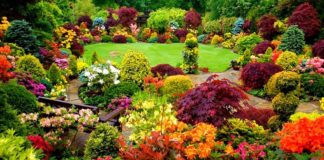 Flowering and Ornamental Plants