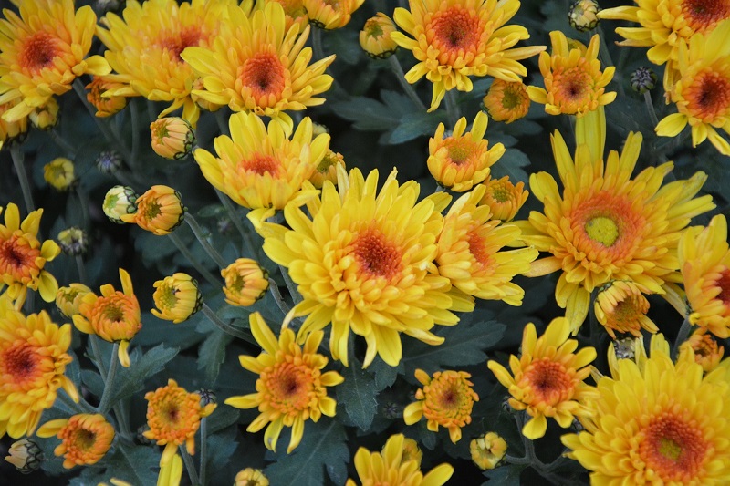 Chrysanthemum Spp