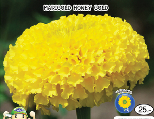Marigold Sunshine Gold Seeds