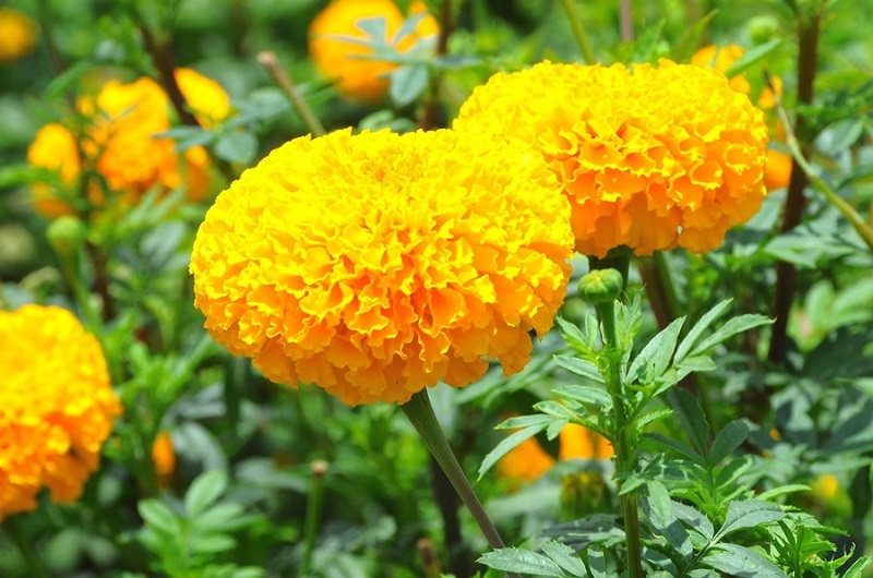 Marigold Sunshine Gold Seeds