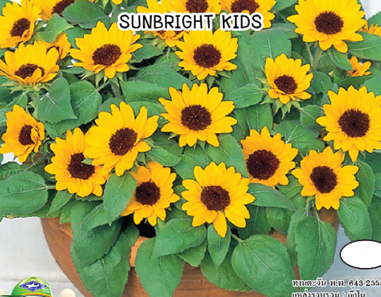 Sunbright Kids Seeds